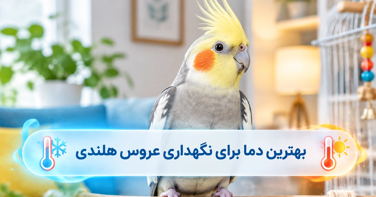 بهترین دما برای نگهداری عروس هلندی